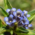 Cross Gentian (Gentiana cruciata)