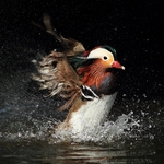 Mandarin Duck