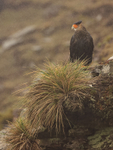 Crested Caracara portfolio