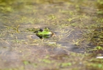 Marsh Frog