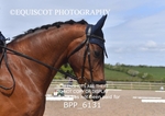 BPP_6131