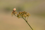 Whinchat