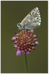 Chalk-hill Blue on Scabious
