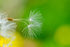 Dandelion Seeds
