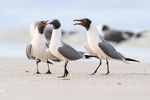 Three Laughing Gulls interacting, Florida