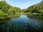 Bosherston Lily Ponds, Bosherton, Pembrokeshire