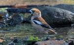Hawfinch
