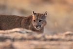 Male Puma Brissa, early morning, Torres del Paine, Chile