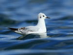 Bonaparte's Gull, side-on, Farmoor Reservoir