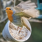 BBG-03-Garden Robin in Flight, Oban, Argyll