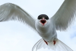Angry Arctic