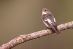 European Pied Flycatcher, Claret, Spain