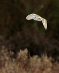 Barn Owl hunting at Holme Marshes, Norfolk