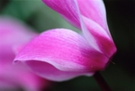 Cyclamen4