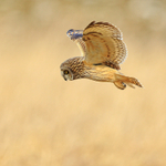 Short-eared Owl hovering close, Hawling, Gloucestershire