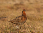 Red Grouse - Lagopus lagopus
