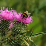 Thistles and Bee