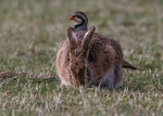 Brown Hare