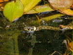 Grass Snake