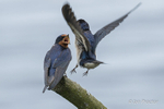 Chiiling with the Swallows - 1 of 6