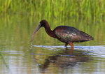 Glossy Ibis