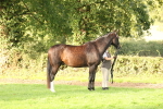 S52 - Riding Horse & Hack & thoroughbred In Hand portfolio
