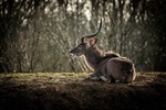 Kudu - RLP_4956-1710
