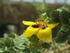 South Africa Kirstenbosch National Botanical Garden yellow flower