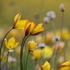 Wild Tulips (Tulipa sylvestris subsp autralis.  also T. australis) 