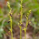 Fly Orchid (Ophrys insectifera)