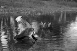 Mimicry of Nature