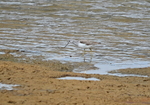 Greenshank