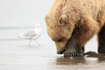 Brown Bear & Glaucous-winged Gull, Silver Salmon Creek, Alaska