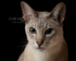 Cat II