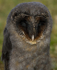 " BLACK BARN OWL "