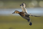 Flying Pochard 2