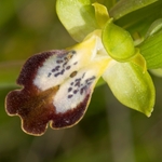 Ophrys fusca (lucifera)