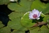 "Lilly"