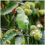 Ring-necked Parakeet eating Sweet Chestnuts 