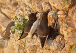Razorbills