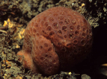 Phorbas fictitius