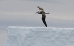 Black-browed Albatros