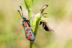 Burnet Moth Zygaena Rhadamanthus