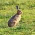 Hare
