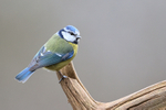 Blue Tit perched, Otterbourne, Hampshire