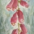 Foxglove