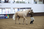 Class 39 - In Hand Gelding portfolio