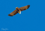 Brahmany eating in Flight 3
