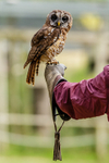 chaco owl Strix chacoensis-7825