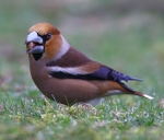 Hawfinch